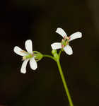 Spreading rockcress